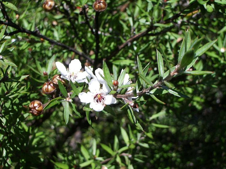 anti-microbial,Tea Tree Oil Used for its antiseptic, antiviral, anti-microbial, and fungicidal properties kill mold and mildew and Medicinal scent. 