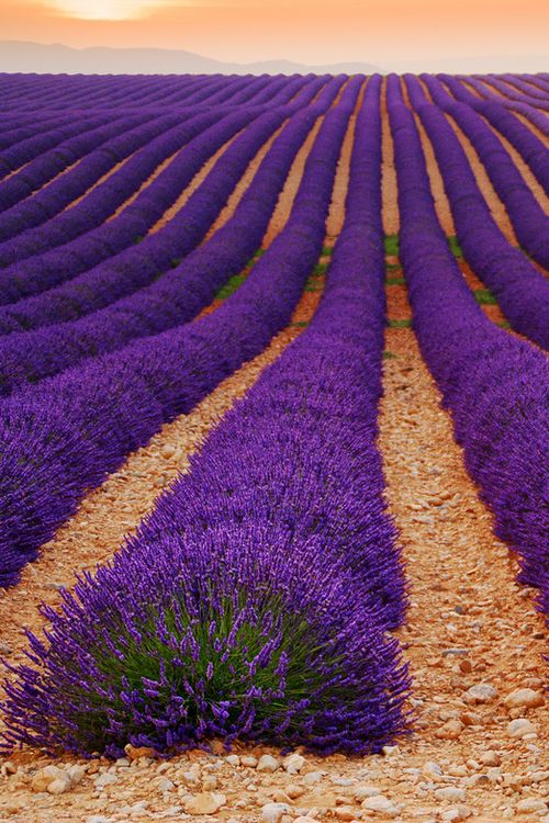 Lavender sent 